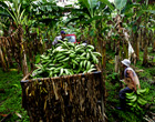 plantation